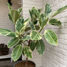 画像をギャラリービューアに読み込む, フィカス・ティネケ 7号