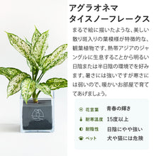 画像をギャラリービューアに読み込む, 【土を使わない観葉植物】テーブルプランツ キューブ (Table Plants CUBE)