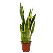 画像をギャラリービューアに読み込む, サンスベリア・ローレンティー(トラノオ) 4号 室内におすすめ おしゃれな観葉植物