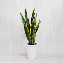 画像をギャラリービューアに読み込む, サンスベリア・ローレンティー 7号 初心者におすすめ