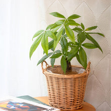 画像をギャラリービューアに読み込む, パキラ5号 カゴカバーセット