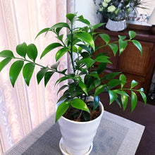 画像をギャラリービューアに読み込む, 【予約商品:1/9以降発送】ポドカルプス・ナギ 陶器鉢セット