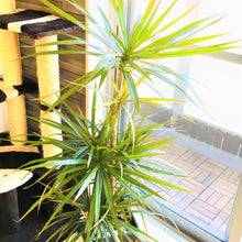 画像をギャラリービューアに読み込む, ドラセナ・コンシンネ 7号 フレックスポットカバーセット