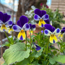 画像をギャラリービューアに読み込む, 【予約商品:10/26発送】ビオラ・ブルーラビットイエローリップ 3号 4ポットセット