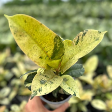 画像をギャラリービューアに読み込む, フィカス・ジン 4号 1鉢