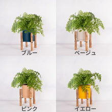 画像をギャラリービューアに読み込む, アジアンタム・フレグランス 5号 北欧デザインストレート鉢カバーセット&ポットスタンド ギフトにおすすめ