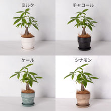 画像をギャラリービューアに読み込む, パキラ 4号 おしゃれな鉢カバーセット