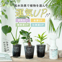 画像をギャラリービューアに読み込む, 【風水効果で選ぶ!】テーブルプランツ(Table Plants) 3種+Table Plants Waterセット ※土を使わない観葉植物