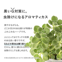 画像をギャラリービューアに読み込む, 【土を使わないハーブ】テーブルプランツ(Table Plants) アロマティカス