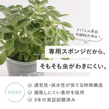 画像をギャラリービューアに読み込む, 【土を使わないハーブ】テーブルプランツ(Table Plants) アロマティカス