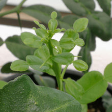 画像をギャラリービューアに読み込む, コブミカン(カフィア・ライム/バイマックルー) 7号 庭木にもおすすめ