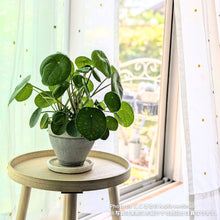 画像をギャラリービューアに読み込む, 【限定42個】ピレア・ペペロミオイデス 4号 ※予約商品:2/9まで 出荷予定:2/11