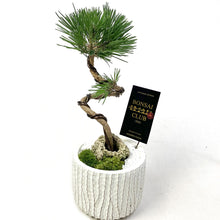 画像をギャラリービューアに読み込む, 【予約商品:12/8発送分】黒松 風美鉢 4号 1鉢