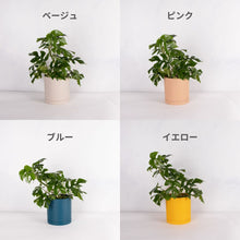 画像をギャラリービューアに読み込む, ヒメモンステラ 5号 北欧デザインストレート鉢カバーセット