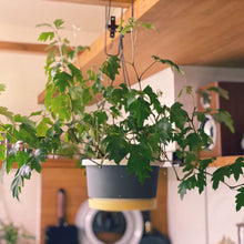 画像をギャラリービューアに読み込む, 【予約商品:1/9以降発送】エレンダニカ 6号