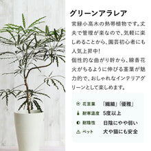 画像をギャラリービューアに読み込む, グリーンアラレア 5号 おしゃれなシンボルツリー