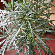 画像をギャラリービューアに読み込む, グリーンアラレア 8号 おしゃれなシンボルツリー