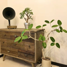 画像をギャラリービューアに読み込む, フィカス・ベンガレンシス 7号