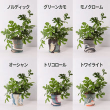 画像をギャラリービューアに読み込む, ヒメモンステラ 5号 おしゃれなマーブル鉢カバーセット