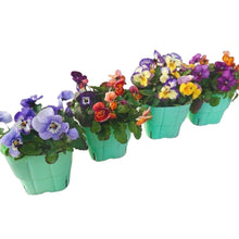 画像をギャラリービューアに読み込む, 【予約商品:12/15発送分】ビオラ 2色寄せ植え 3.5号 4ポットセット