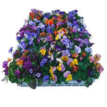 画像をギャラリービューアに読み込む, 【予約商品:12/15発送分】ビオラ 2色寄せ植え 3.5号 4ポットセット