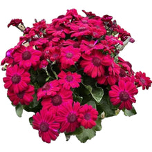 画像をギャラリービューアに読み込む, 【予約商品:3/8発送分】フキザクラ(富貴桜)・サクヤヒメ 5号