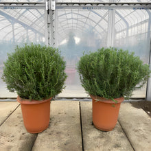 画像をギャラリービューアに読み込む, 【販売期間:7/16まで】一点もの!ふわふわのボリューム感!ローズマリー・セーラム 8号 1鉢