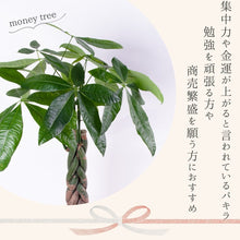 画像をギャラリービューアに読み込む, パキラねじり 7号 おしゃれな鉢カバーセット