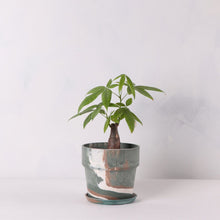 画像をギャラリービューアに読み込む, パキラ 5号 おしゃれなマーブル鉢カバーセット