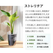 画像をギャラリービューアに読み込む, 【土を使わない観葉植物】テーブルプランツ(Table Plants) ストレリチア