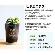 画像をギャラリービューアに読み込む, 【土を使わない観葉植物】つる性テーブルプランツ(Table Plants)ヒポエステス