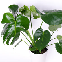 画像をギャラリービューアに読み込む, モンステラ・アダンソニー 6号 シンプルでおしゃれな鉢カバー&ポットスタンドセット