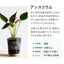 画像をギャラリービューアに読み込む, 【限定カラー】テーブルプランツ(TablePlants) アンスリウム ※土を使わない観葉植物