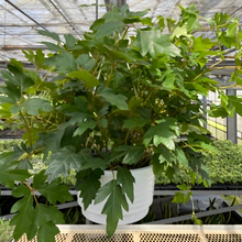 画像をギャラリービューアに読み込む, 【予約商品:1/9以降発送】エレンダニカ 6号