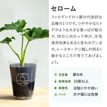 画像をギャラリービューアに読み込む, 【土を使わない観葉植物】テーブルプランツ(Table Plants) フィロデンドロン・セローム ※数量限定