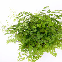 画像をギャラリービューアに読み込む, アジアンタム・フレグランス 5号 北欧デザイン鉢カバーセット&ポットスタンド (カーキ)