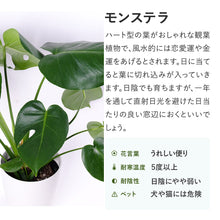 画像をギャラリービューアに読み込む, モンステラ・アダンソニー 6号 シンプルでおしゃれな植木鉢カバーセット