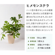 画像をギャラリービューアに読み込む, ヒメモンステラ 5号 マーブル陶器鉢カバー&ポットスタンドセット