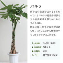 画像をギャラリービューアに読み込む, パキラ ねじり 7号 シンプルな鉢カバーセット