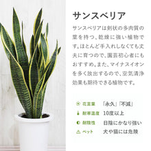 画像をギャラリービューアに読み込む, サンスベリア・ローレンティー(トラノオ) 5号 マーブル鉢カバー&ポットスタンドセット