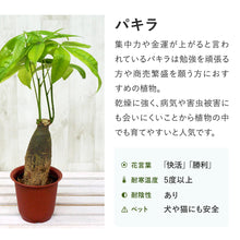 画像をギャラリービューアに読み込む, パキラ ねじり 8号 室内におすすめ観葉植物