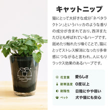 画像をギャラリービューアに読み込む, 【土を使わない観葉植物】猫が喜ぶテーブルプランツ for Cat (Table Plants)キャットニップ 数量限定