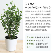 画像をギャラリービューアに読み込む, フィカス・ベンジャミン・バロック 5号 鉢カバー「Re:af®」セット