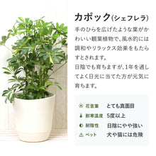 画像をギャラリービューアに読み込む, ホンコンカポック(シェフレラ) 7号 鉢カバー「Re:af®」セット