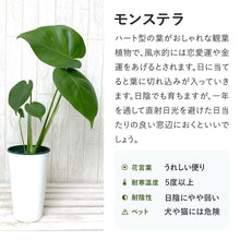 画像をギャラリービューアに読み込む, モンステラ・アダンソニー 6号 鉢カバー「Re:af®」セット