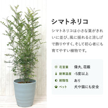 画像をギャラリービューアに読み込む, シマトネリコ 三つ編みスタンド 6号 1ポット