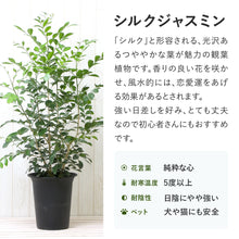 画像をギャラリービューアに読み込む, シルクジャスミン (月橘・ゲッキツ) 6号 リビング インテリア ギフトにおすすめ