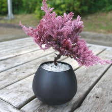 画像をギャラリービューアに読み込む, 【父の日ギフト】ドライ盆栽® 黒陶器 枯れ盆栽