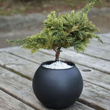 画像をギャラリービューアに読み込む, 【父の日ギフト】ドライ盆栽® 黒陶器 枯れ盆栽