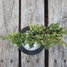 画像をギャラリービューアに読み込む, 【父の日ギフト】ドライ盆栽® 黒陶器 枯れ盆栽